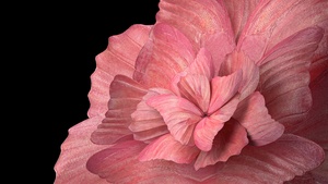 Floral Background, Peach background, Black background, Vivo Pad, Stock, 4K wallpaper