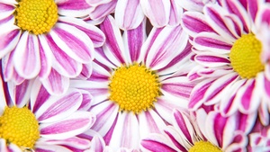 Chrysanthemum flowers, Pink flowers, 4K wallpaper
